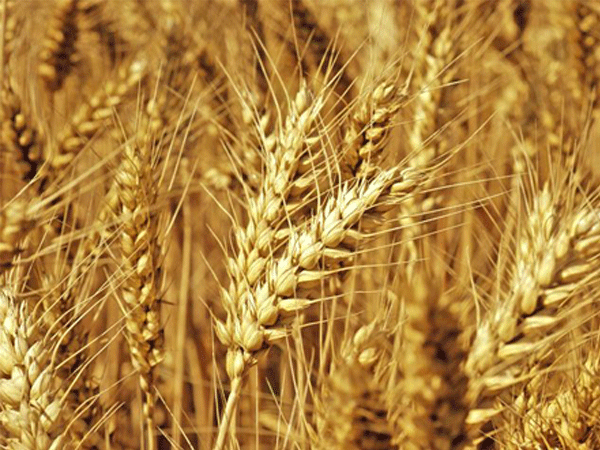 Why is seaweed fertilizer a new fertilizer with high efficie