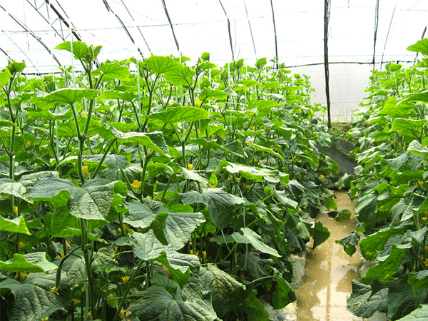 Inner compound fertilizer prices