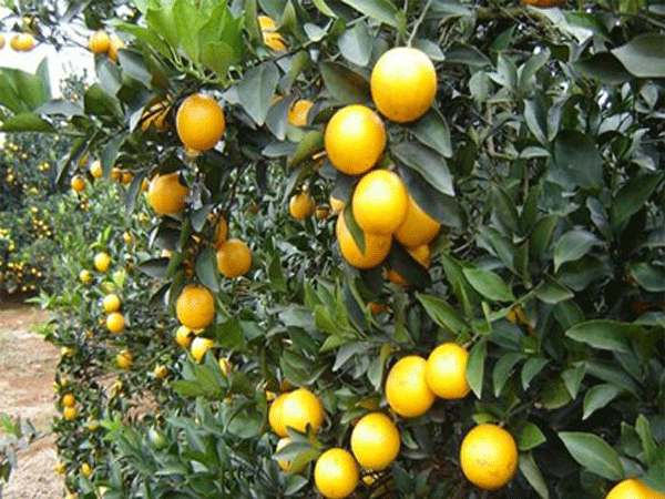 The key to high yield of red heart kiwifruit is fertilizatio