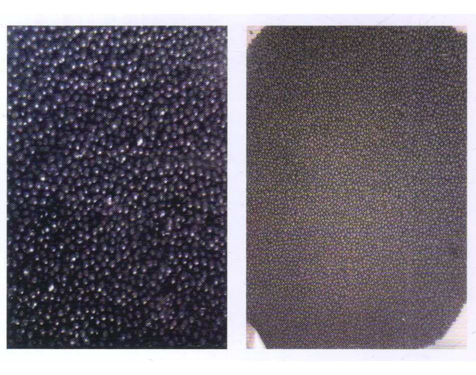 Amino Acid Organic Fertilizer